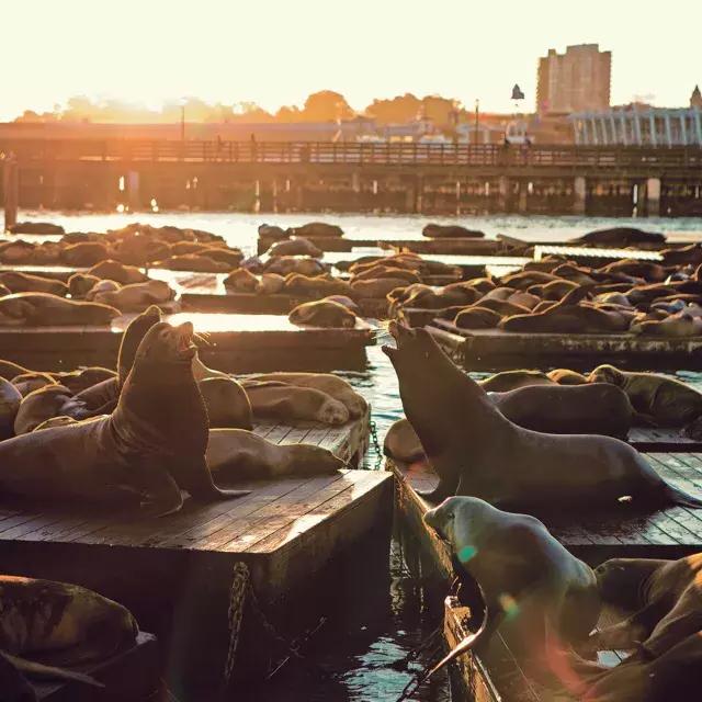 Leões marinhos descansam na doca K do PIER 39 ao pôr do sol